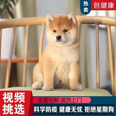 柴犬纯种小狗幼犬高智商黄色白色短毛日本柴犬活物小型犬黑色豆柴