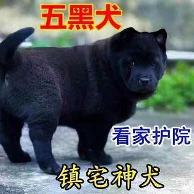 广西虎头五黑犬正宗土猎犬赶山犬便宜看家护院犬小黑狗纯黑田园犬