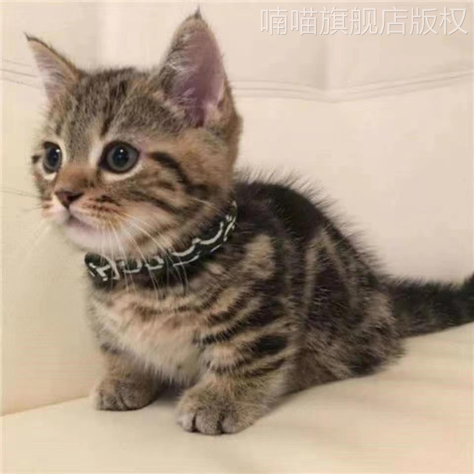 橘猫土猫中华田园猫狸花猫家养黑白奶牛猫纯黑纯白三花可爱捕鼠猫