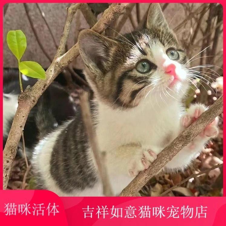 中华田园猫小猫网红三花猫橘白猫狸猫宠物猫小奶猫可爱家养小猫咪-封面