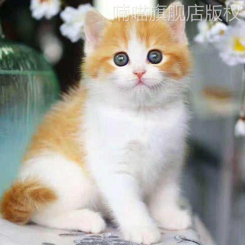 中华田园猫橘猫橘白大橘便宜可爱活物狸猫土猫家猫捕鼠猫网红三花