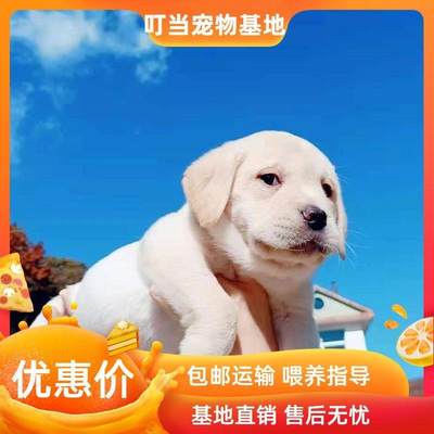 拉布拉多犬虎头导盲犬大头可爱短毛狗狗不掉毛幼崽白色拉布拉多