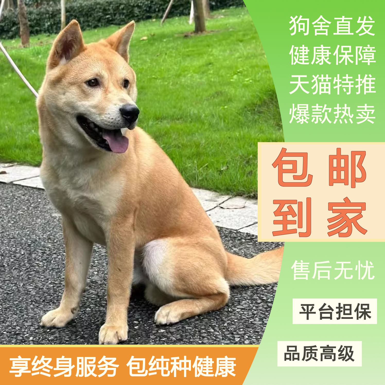 黄狗幼犬虎头大骨架看家狗广西土猎犬巡山犬狩长毛狗家养活泼狗狗