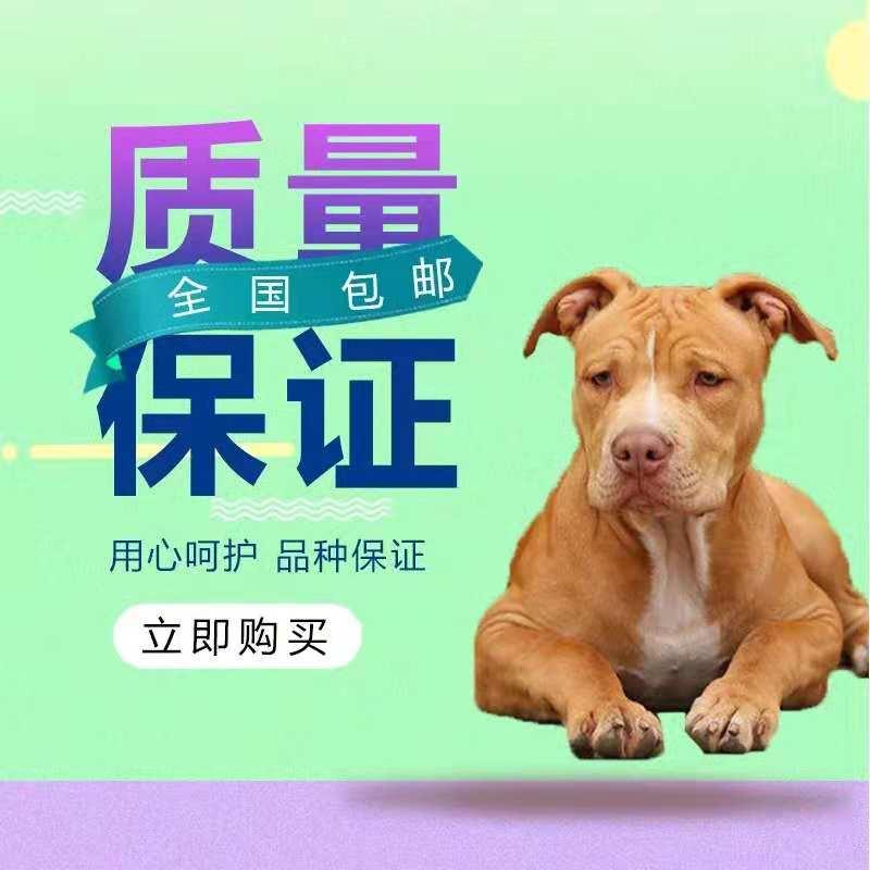 比特犬幼崽活体纯种恶霸双血统巨型斗狗大头板大骨架狩猎看家护院 宠物/宠物食品及用品 狗狗 原图主图