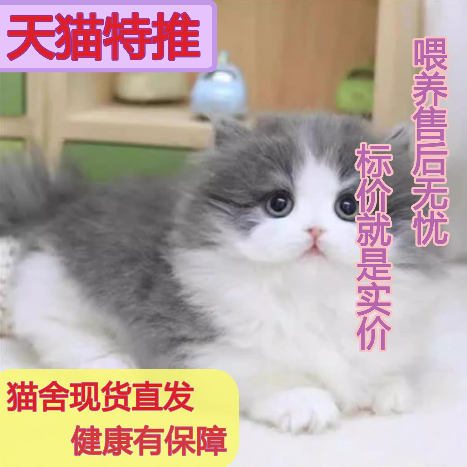 曼基康矮脚猫蓝猫蓝白矮脚美短加白三花乳色矮脚短腿渐层矮脚猫咪