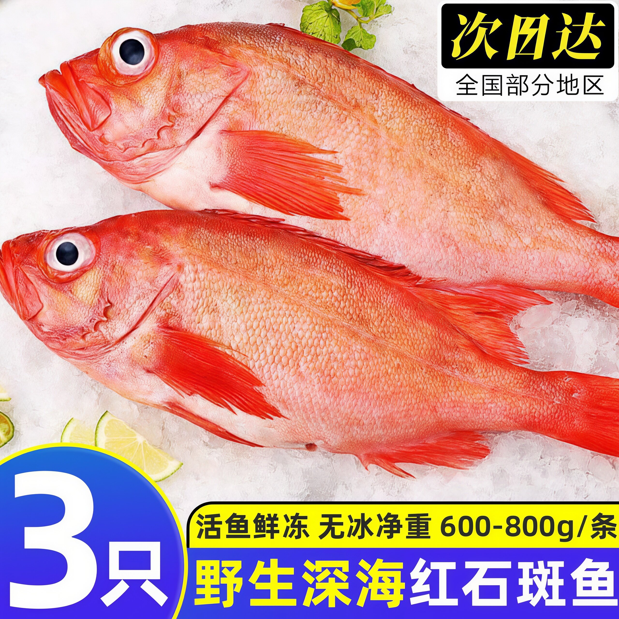 新鲜冷冻整条红石斑鱼大龙胆