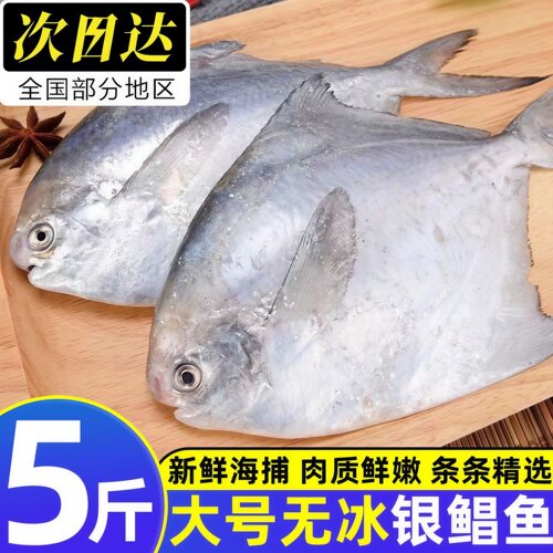 大号深海银鲳鱼冷冻整箱批发