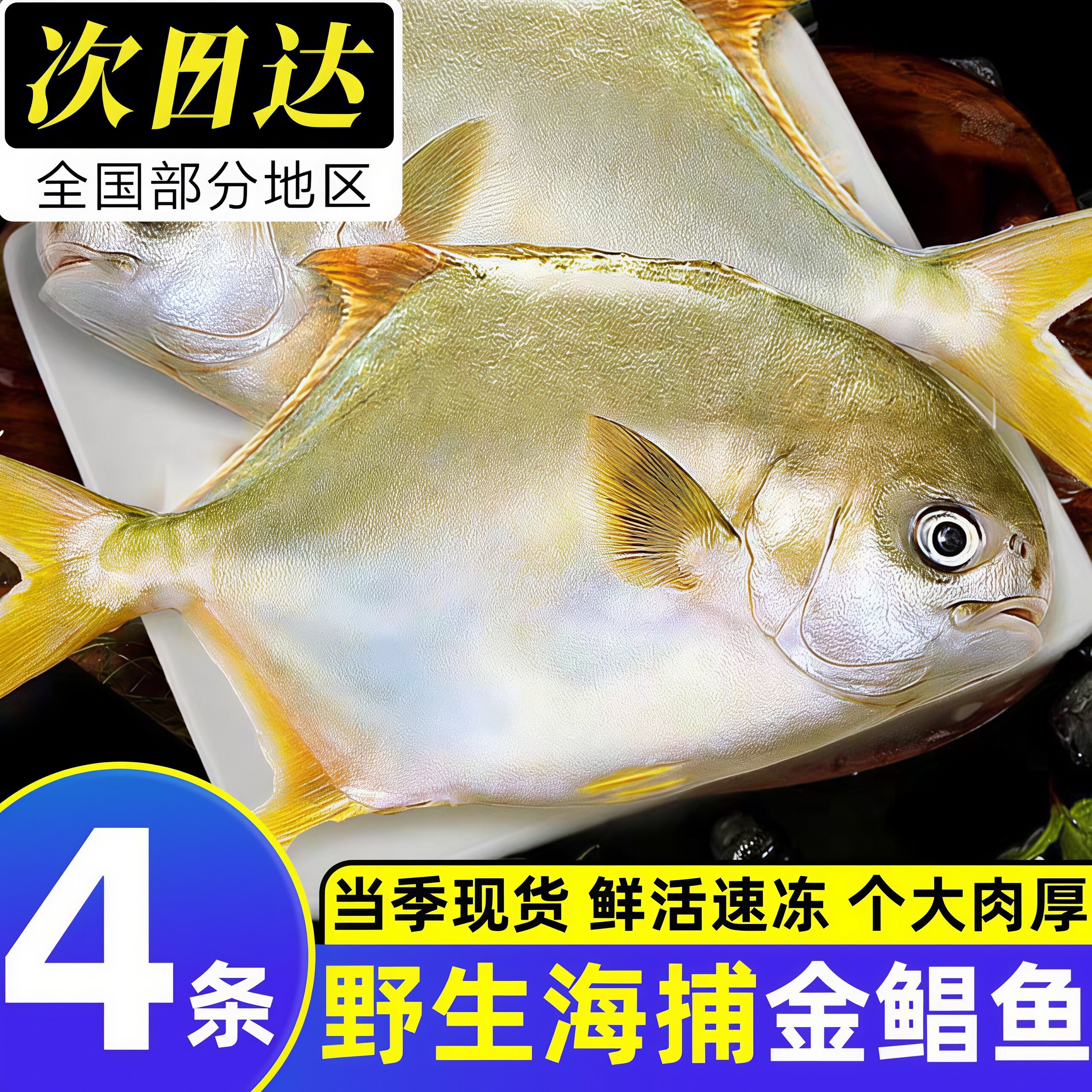深海海捕鲜冻大号金鲳鱼
