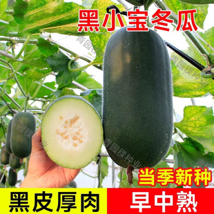 农科院种子墨宝小冬瓜种籽早熟高产广东黑皮东瓜籽种春秋蔬菜种孑