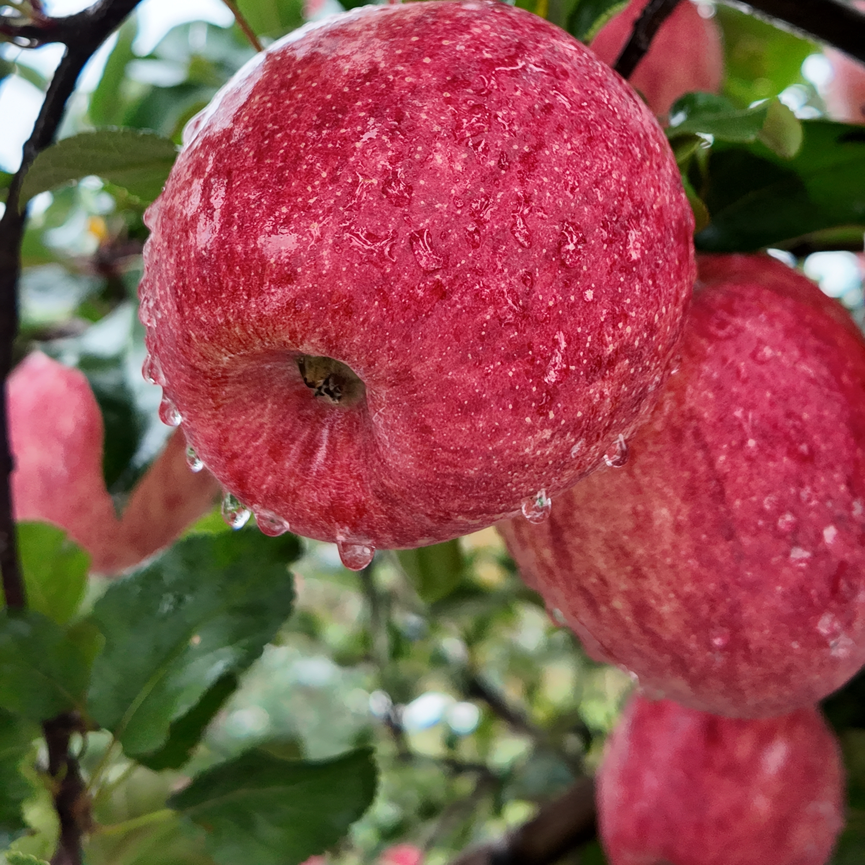 瑞蚨来甘肃庆阳苹果香妃苹果脆甜多汁有香气顺丰包邮