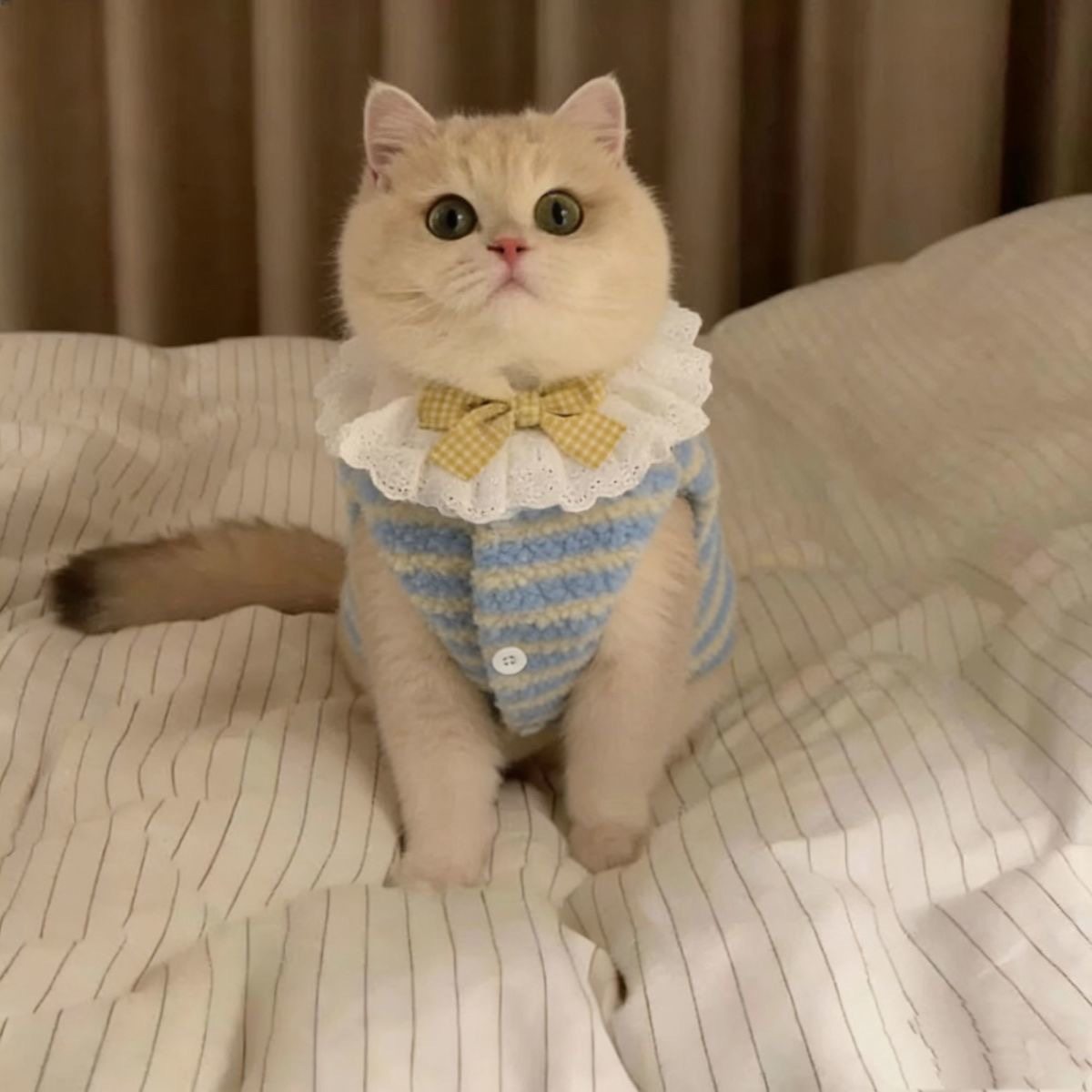 可爱ins保暖羊羔毛马甲背心泰迪博美宠物狗狗超萌秋冬款猫咪衣服,宠物/宠物食品及用品,猫宠物服装/雨衣（新）,淘宝优惠券,粉丝福利购,淘宝优惠卷