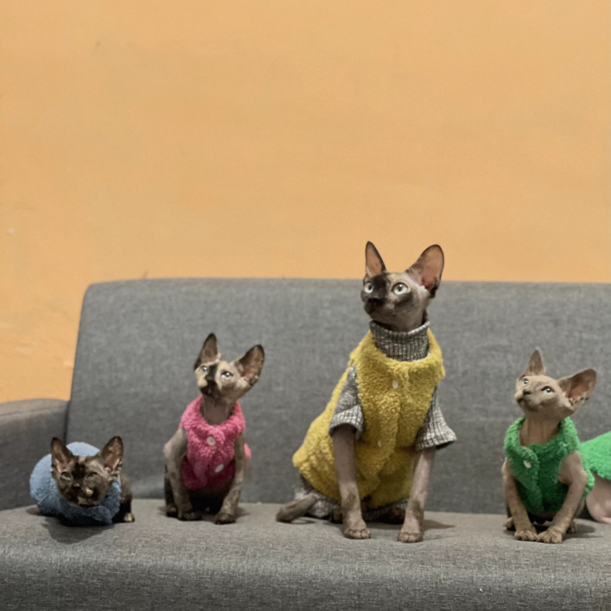 斯芬克斯无毛猫德文衣服冬季加绒