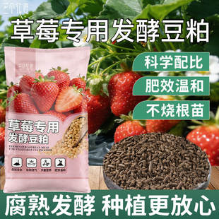 草莓发酵有机质阳台盆栽种植草莓豆粕肥料发酵豆粕肥草莓专用盆栽
