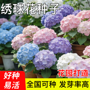 绣球花种子绣球花种籽子四季播种开花多年生花籽种植庭院易活室外
