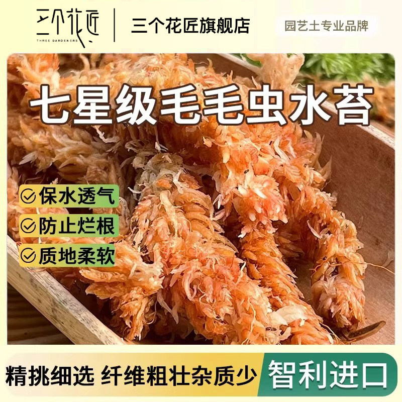 智利进口毛毛虫水苔蝴蝶兰兰花专用土干苔藓植料乌龟冬眠垫材养花