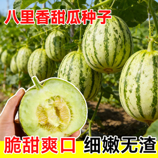 八里香飘香甜瓜种子种籽孑大全南方北方特甜香瓜早熟高产四季香甜