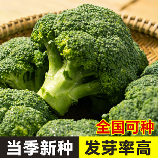 西兰花种子春秋有机蔬菜种子花椰菜菜花种孑西蓝花菜种子花菜种籽