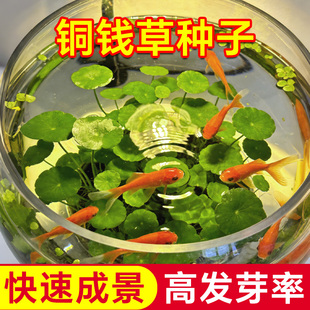 精品铜钱草种子大小叶水草种籽生态鱼缸草籽水养古法养鱼水培植物
