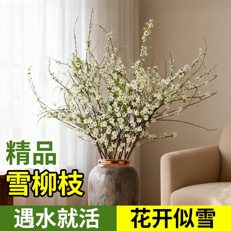 雪柳鲜枝带花苞盆栽干枝水培