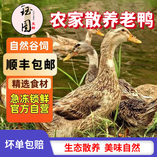 散养老鸭土鸭水鸭麻鸭