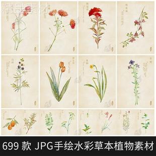 手绘水彩本草中草药植物花卉图鉴护肤美容产品包装说明设计PS素材