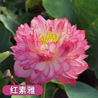 Выбранные саженцы лотоса [красные вегетарианские элегантные] 4 растения/заказы, чтобы получить растворенное удобрение вода