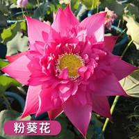 Выбранные саженцы лотоса [Порошковая подсолнечник] 4 растения/заказ, чтобы получить растворенные удобрения водой