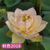 Выбранные саженцы лотоса [Осень Color 2018] 4 растения/заказ, чтобы получить воду -таковые удобрения