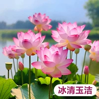 Выбранные саженцы лотоса [Bingqing Yujie] 4 растения/заказы, чтобы получить воду, пригородные удобрения