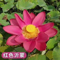 Выбранные саженцы лотоса [красный yimeng] 4 растения/заказ, чтобы получить воду -таковые удобрения