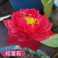 Выбранные саженцы лотоса [Ruby] 4 растения/заказы, чтобы получить растворенные удобрения с водой