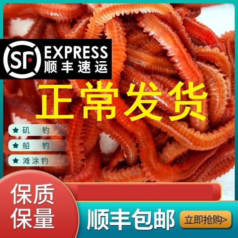 沙蚕活饵包邮海钓饵鲜活沙蚕海虫海蜈蚣海蚯蚓活饵海蚂蝗顺丰包邮