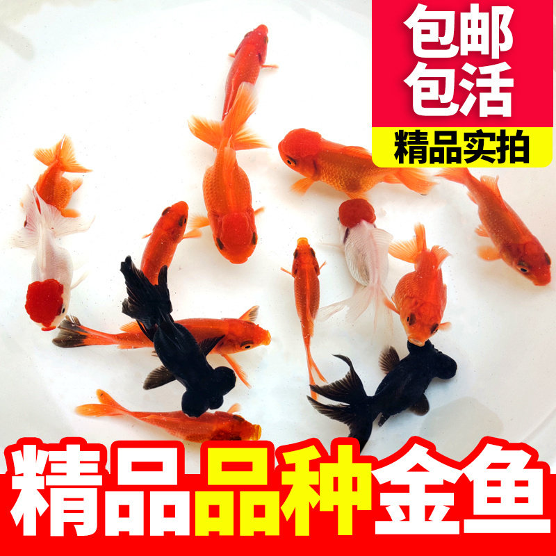 金鱼活鱼观赏鱼小型淡水冷水鱼小金鱼鱼苗兰寿锦鲤蝶尾红狮子草金