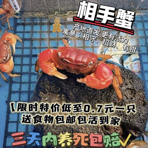 相手蟹淡水螃蟹活体观赏蟹桌面爬宠水果蟹小朋友宠物蟹水族清洁工