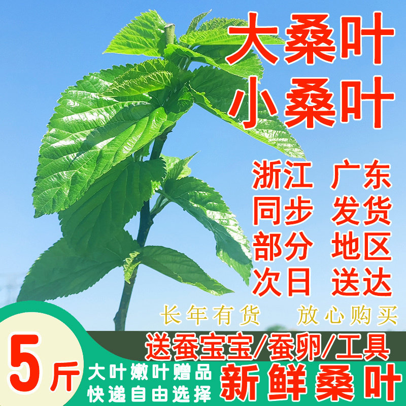 新鲜桑叶蚕宝宝学生养蚕桑叶喂蚕嫩桑叶蚕农基地现摘包新鲜嫩桑叶图片
