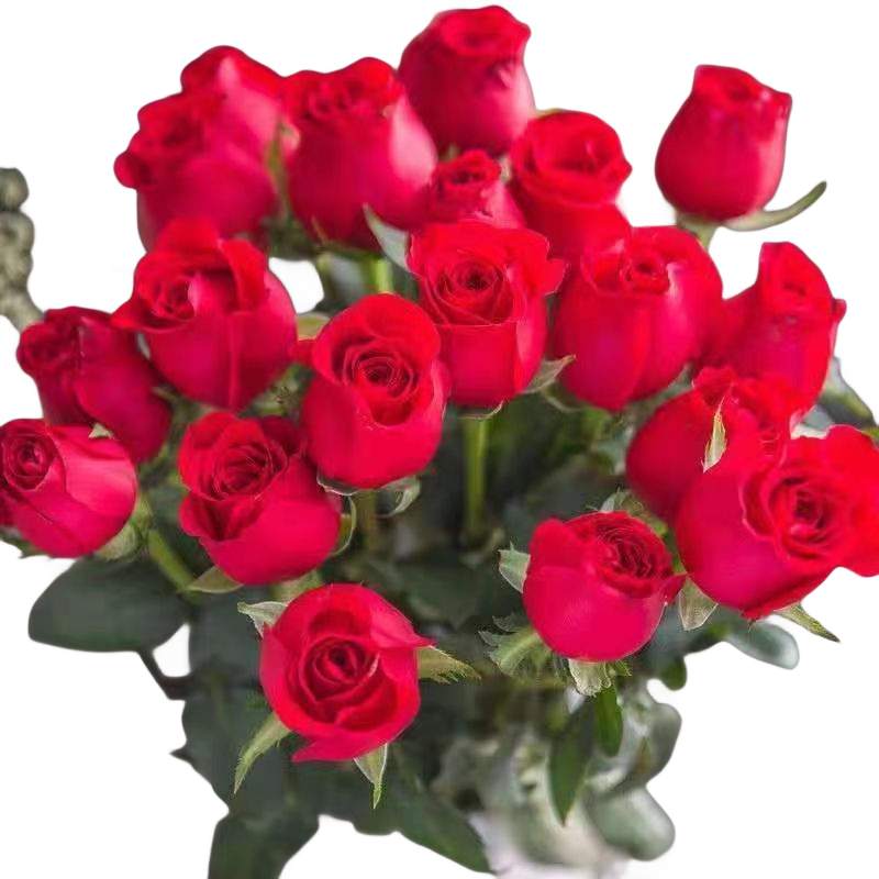 玫瑰花种子四季易活花种籽子