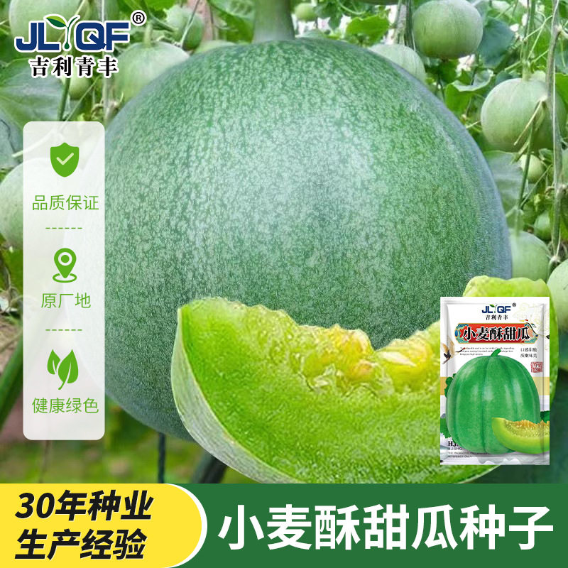 小麦酥甜瓜种子薄皮香瓜种籽青皮绿肉农家小菜园春秋季播水果种孑