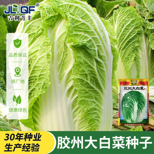 正宗山东胶州大白菜种子种籽孑子夏阳菜籽黄心紫籽种秋季秋宝大全