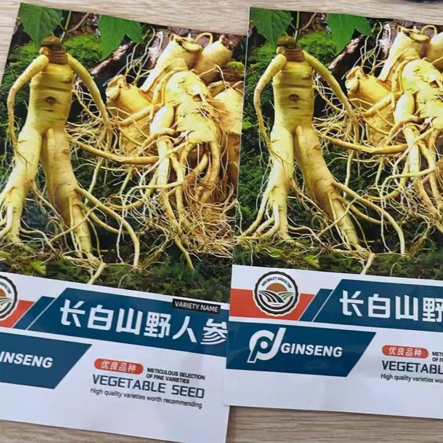 人参种籽子长白山野山参人参种子滋补材人参种孑庭院阳台盆栽