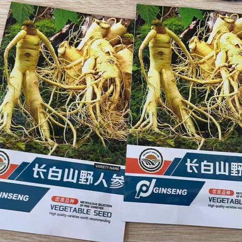 人参种籽子长白山野山参人参种子滋补材人参种孑庭院阳台盆栽