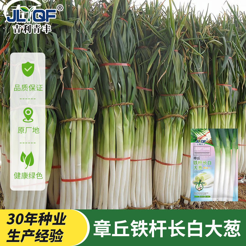 大葱种子正宗山东章丘大葱种籽