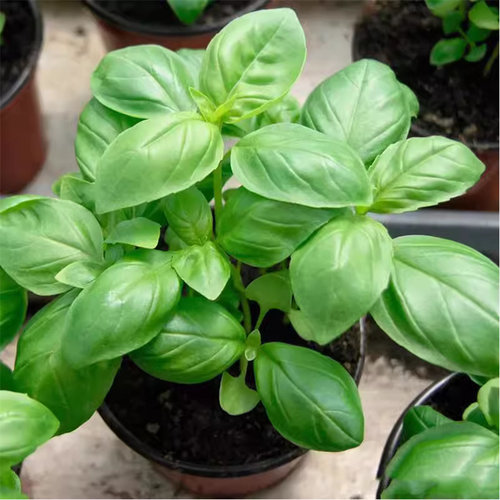 食用大叶罗勒种子九层塔金不换种籽防蚊植物庭院阳台盆栽蔬菜种子
