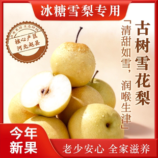 正宗赵县雪花梨2025年新果冰糖雪梨脆甜多汁整箱当季水果包邮新梨