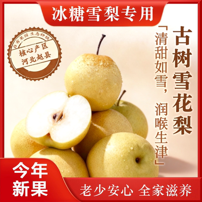 正宗赵县雪花梨脆甜多汁25年新果