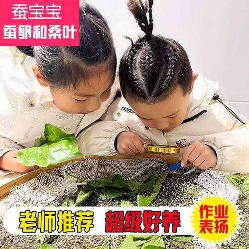 蚕宝宝活体幼虫12345龄蚕子蚕卵种春蚕学校学生养蚕套装新鲜桑叶