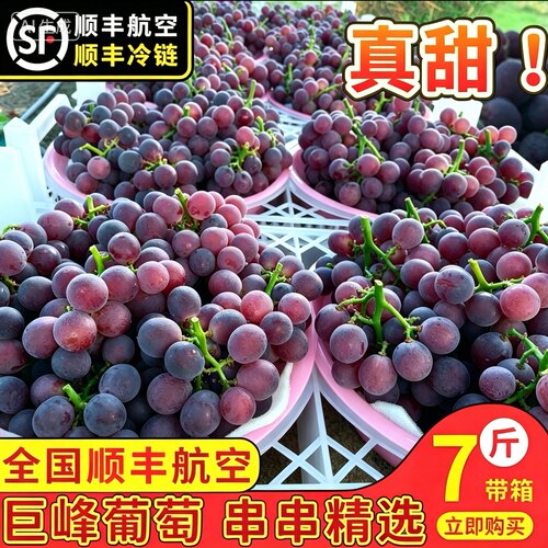 浦江巨峰葡萄新鲜时令孕妇水果夏季浙江马陆葡萄5斤整串浦江葡萄7