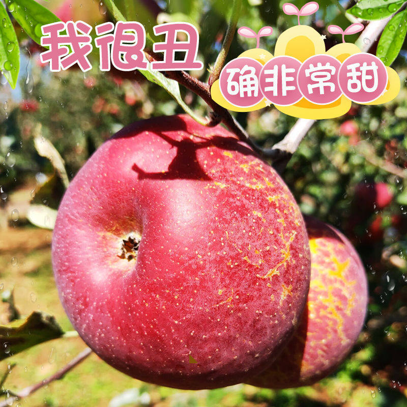 大凉山糖心丑苹果现摘一整箱包邮
