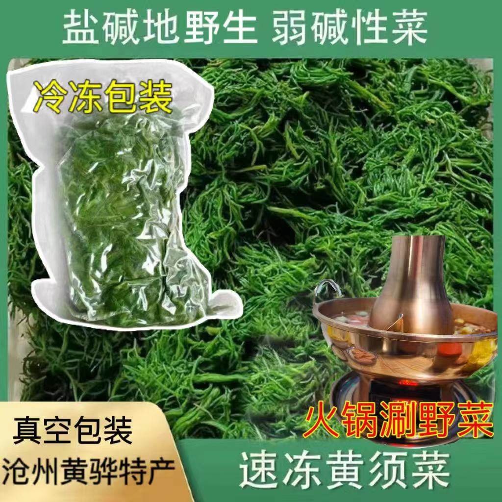 野菜黄须菜新鲜盐碱地碱蓬菜海滩菜黄席菜饺子馅涮肉凉拌猪毛菜