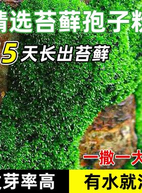 苔藓孢子粉四季鲜活青苔绿植短z绒吸水石种子微景观盆景造假山草
