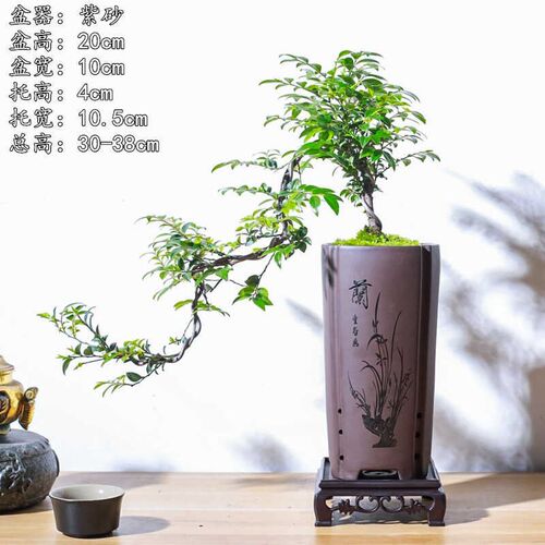 悬崖式小叶紫檀黑骨茶盆景飘枝造型盆G栽室内中式茶室阳台送礼绿